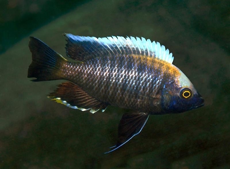 Copadichromis sp. 'yellow black lupingu' Lupingu